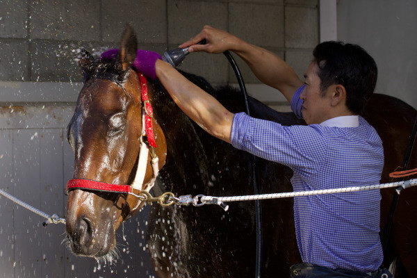 レース後に体を洗ってもらうラヴズオンリーユーⒸ三木俊幸