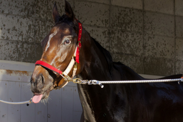 ラヴズオンリーユーが無敗のオークス馬に 先週のSPAIA予想陣の結果は