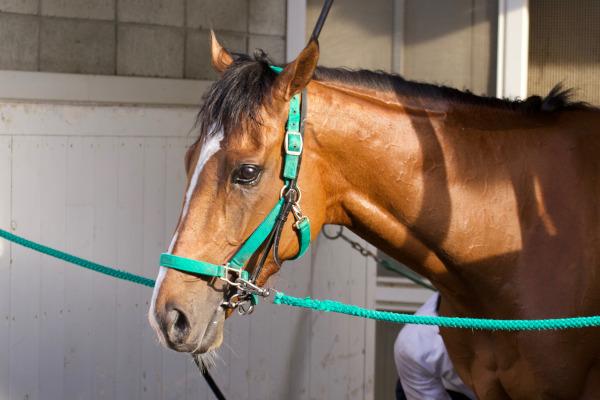 ダービー後に厩舎で体を洗ってもらうロジャーバローズⒸ三木俊幸