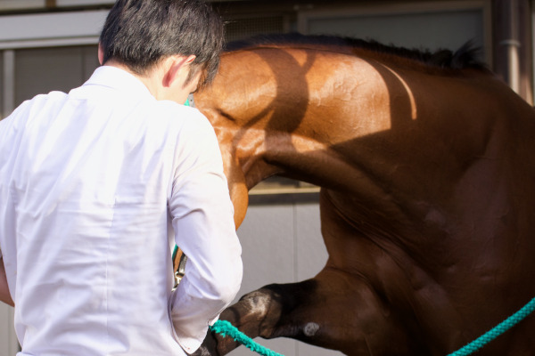 ダービー後に厩舎でストレッチをするロジャーバローズⒸ三木俊幸