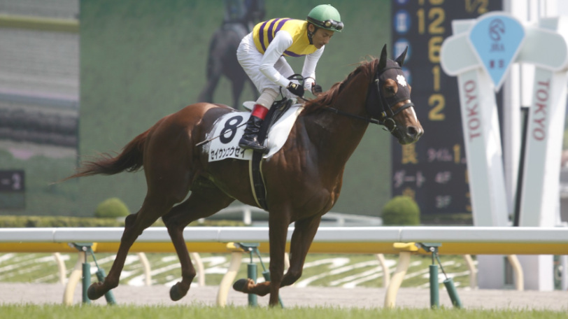 CBC賞で本命に推されたセイウンコウセイⒸ明石智子