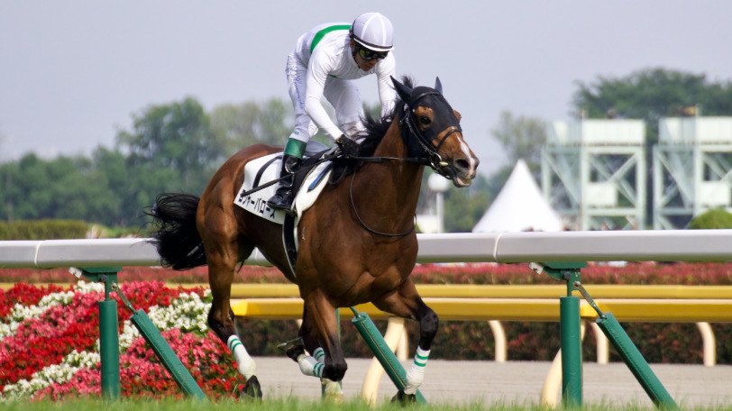 2019年のダービー馬・ロジャーバローズの値段は7800万円Ⓒ三木俊幸