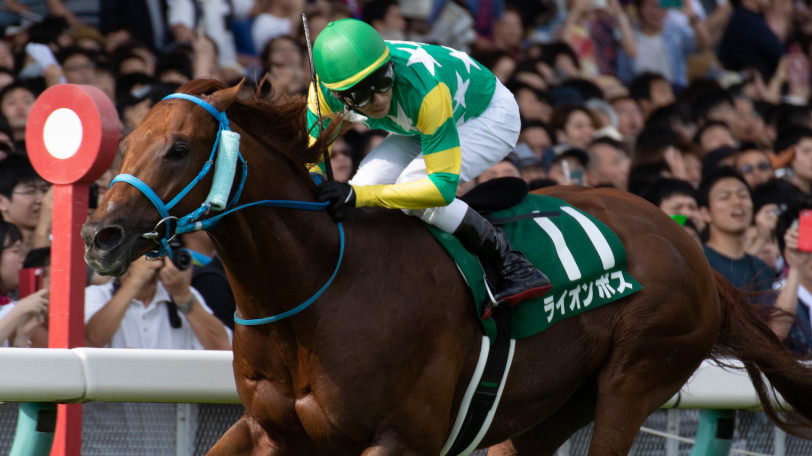 アイビスサマーダッシュを勝ったライオンボス