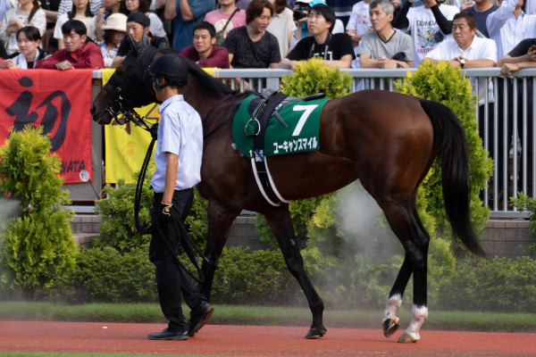 新潟記念のユーキャンスマイルのパドックⒸSPAIA(撮影:三木俊幸)