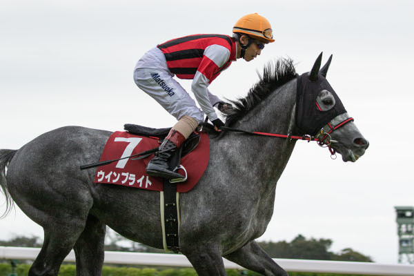 オールカマー時のウインブライトⒸSPAIA(撮影:三木俊幸)