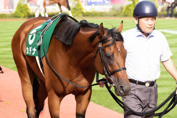 新潟記念時のカデナのパドックⒸSPAIA(撮影:三木俊幸)