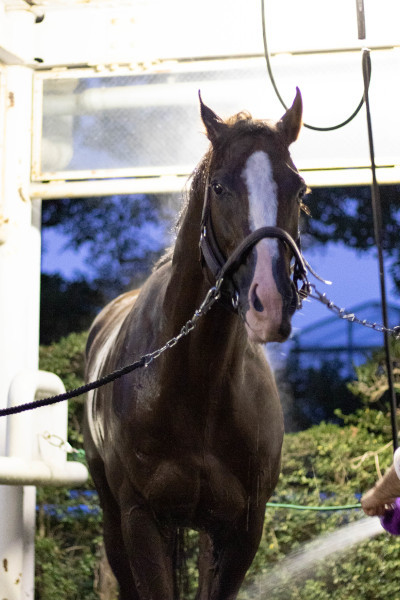 2019年ジャパンカップを制したスワーヴリチャードⒸSPAIA（撮影：三木俊幸）