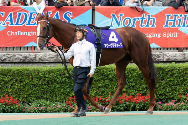 スワーヴリチャードの2019年天皇賞時のパドック写真ⒸSPAIA(撮影:三木俊幸)