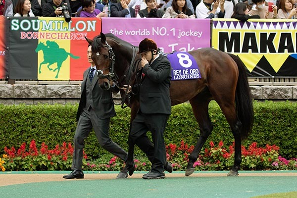 2019年ジャパンC時のレイデオロⒸSPAIA(撮影:三木俊幸)