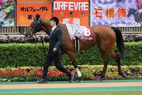 2019年天皇賞秋時のアーモンドアイⒸSPAIA(撮影:三木俊幸)