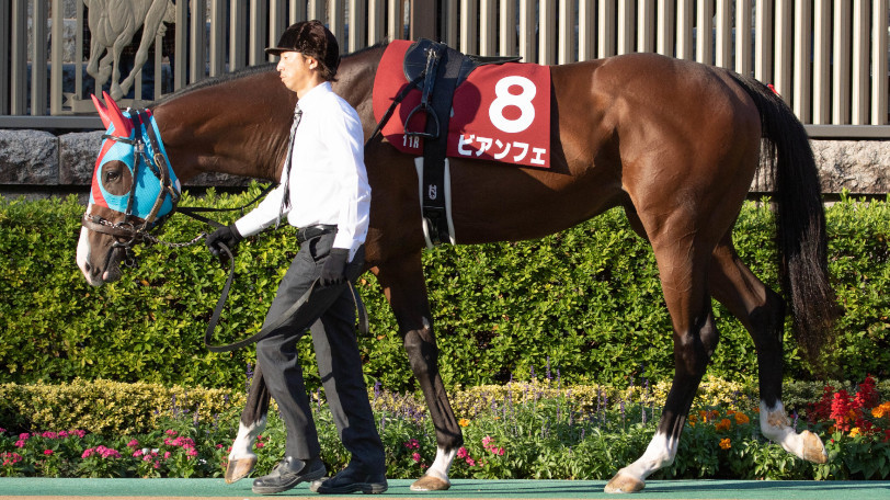 【朝日杯FS】今年の阪神はスピード勝負だ 京大競馬研の本命は函館2歳王者の快速馬