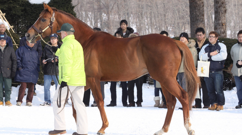 2019年種牡馬リーディングダートトップのゴールドアリュールⒸ明石智子